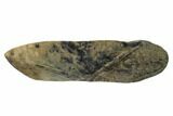 Partial, Fossil Megalodon Tooth Paper Weight #144437-1